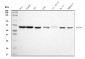 Anti-EIF4A1 Antibody Picoband™ (monoclonal, 3F11)
